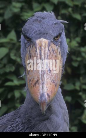 16. Dezember 2008: SHOEBILL-STÖRCHE oder WALKOPFSTORCH (Balaeniceps rex), der in den Sümpfen Ostzentralafrikas beheimatet ist. (Bild: © James Carmichael Jr/Evolve/Photoshot/ZUMAPRESS.com) Stockfoto