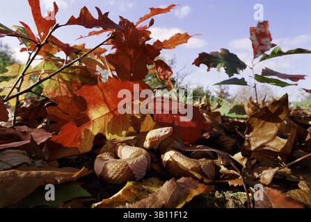 6. Januar 2009: AMERIKANISCHER KUPFERKOPF unter Blattstreu. Agkistrodon contortrix. Osten der USA. (Kreditbild: © Daniel Heuclin/Evolve/Photoshot/ZUMAPRESS.com) Stockfoto
