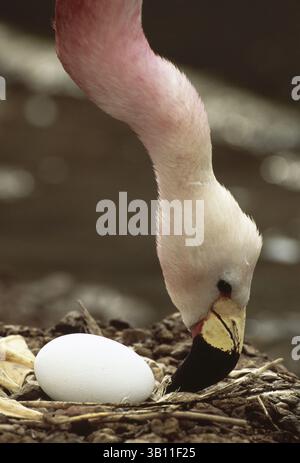 6. Januar 2009 - ANDEN-FLAMINGO pflegt Ei im Nest. Phoenicoparrus andinus. In Gefangenschaft Gefährdet. (Bild: © Dave Watts/Evolve/Photoshot/ZUMAPRESS.com) Stockfoto