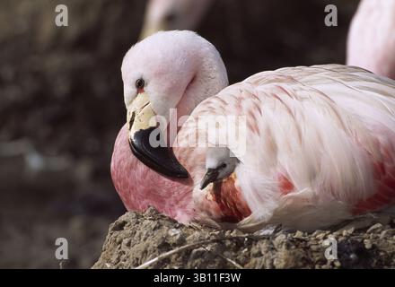 6. Januar 2009 - ANDENFLAMINGO, das Küken schützt. Phoenicoparrus andinus. Gefangener Vogel. (Bild: © Dave Watts/Evolve/Photoshot/ZUMAPRESS.com) Stockfoto