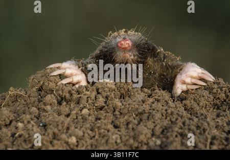 Januar 2009 - MAULWURF auf MAULWURF. Talpa europaea. Dorset. UK. (Kreditbild: © Guy Edwardes/Evolve/Photoshot/ZUMAPRESS.com) Stockfoto