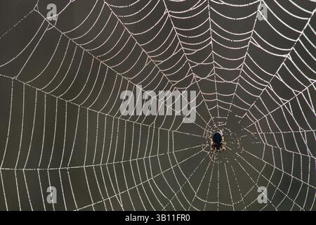 Januar 2009 - ORB-BAHN mit Tautropfen bedeckt mit einer Spinne in der Mitte. (Bild: © Laurie Campbell/Evolve/Photoshot/ZUMAPRESS.com) Stockfoto