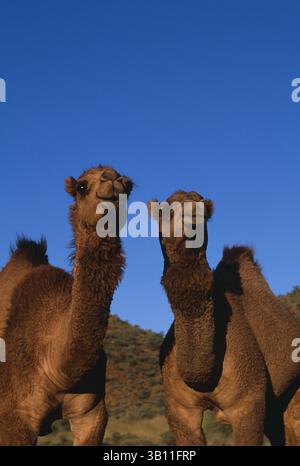 Januar 2009 - DROMEDARKAMELE. Camelus dromedarius. Wilde Tiere leben in Australien. (Kreditbild: © Martin Harvey/Evolve/Photoshot/ZUMAPRESS.com) Stockfoto