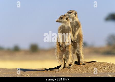6. Januar 2009 - SURICATE oder ERDMÄNNCHEN zwei auf Aussichtspunkt. Suricata suricatta. Kalahari Gemsbok Nationalpark. Südafrika. (Bild: © Nigel J Dennis/Evolve/Photoshot/ZUMAPRESS.com) Stockfoto
