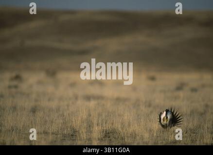 6. Januar 2009 - WEISSER AUERHÜHNER in der Balz in lek auf der Prärie. Centrocercus urophasianus. Montana. nordwesten der USA (Bild: © Rich Kirchner/Evolve/Photoshot/ZUMAPRESS.com) Stockfoto