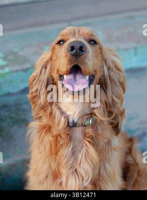 Der niedliche Cocker Spaniel-Hund sitzt draußen und zeigt seine ausdrucksstarken Augen, langen Ohren und das wellenförmige Fell. Stockfoto