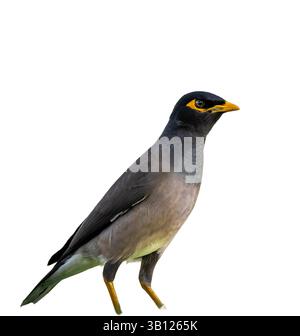 Isoliertes Bild einer gewöhnlichen Myna (Acridotheres tristis), eines mittelgroßen Vogels mit charakteristischen gelben Augenflecken, schwarzem Kopf und bräunlich-grauem Körper Stockfoto