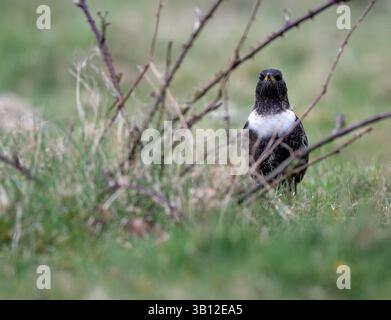 Ein männlicher Ring Ouzel, ein Frühjahrsvogel, der auf der Cawston Heath, North Norfolk, Großbritannien, füttert. Stockfoto