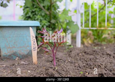 Junge Pfingstrose „Coral Charm“ Stockfoto