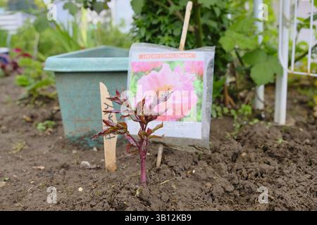 Junge Pfingstrose „Coral Charm“ Stockfoto