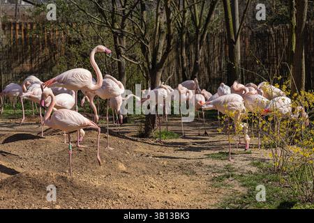 Gruppe rosafarbener Flamingos auf einem Bein in einem Zoogehege an einem sonnigen Frühlingstag, umgeben von Bäumen und gelb blühenden Büschen Stockfoto