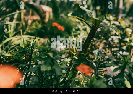 Ein lebhafter, strukturierter Blick auf üppiges Grün mit verschwommenen orangefarbenen Akzenten verleiht Tiefe. Das Bild zeigt eine ruhige, natürliche Umgebung. Rote Blumen im Garten Stockfoto