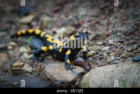 Schöne bunte Amphibien Salamandra salamandra aka Feuersalamander im Schlamm während des Frühlings. Die Natur der Tschechischen republik. Stockfoto