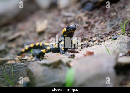 Schöne bunte Amphibien Salamandra salamandra aka Feuersalamander im Schlamm während des Frühlings. Die Natur der Tschechischen republik. Stockfoto