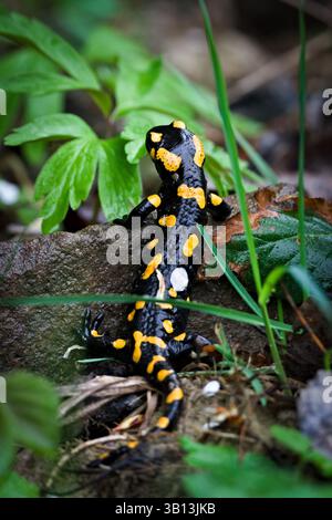 Die seltene gefleckte Amphibie Salamandra salamandra, auch bekannt als Feuersalamander, kriecht im Frühling auf dem im Laub verborgenen Stein. Die Natur Tschechiens. Stockfoto