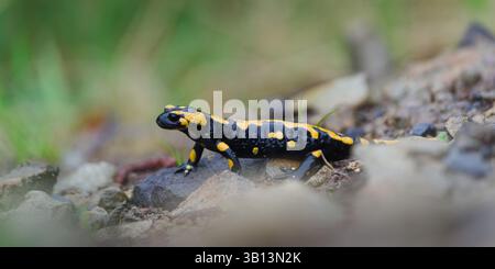 Schöne bunte Amphibien Salamandra salamandra aka Feuersalamander im Schlamm während des Frühlings. Die Natur der Tschechischen republik. Stockfoto