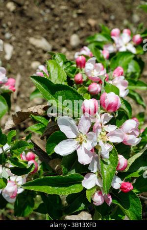 Nahaufnahme von Apfelblüten und Knospen mit grünen Blättern vor einem verschwommenen Hintergrund von Erde und Kieseln. Stockfoto