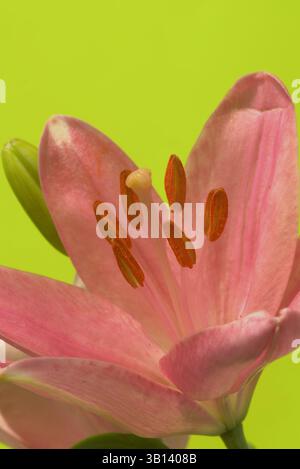 Orientalische rosa Lilien-Nahaufnahme mit Details zu allen Farbnuancen, Texten, Mustern und Formen. Vor gelbem Hintergrund. Stockfoto