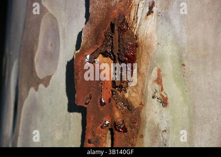sap tritt aus Baumrinde aus Stockfoto