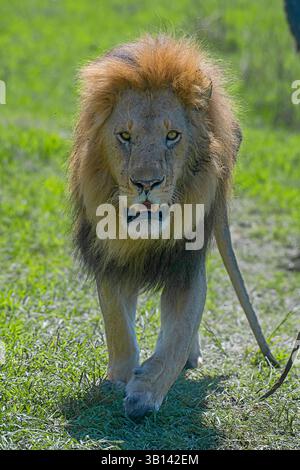 Löwe (Panthera leo) im Grasland des Masai Mara National Reserve, Kenia Stockfoto