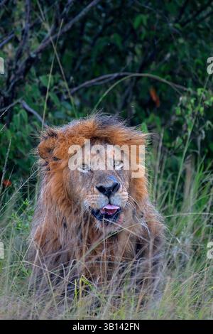 Löwe (Panthera leo) im Grasland des Masai Mara National Reserve, Kenia Stockfoto