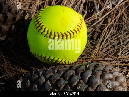 Hellgelber Softball in der Natur Stockfoto