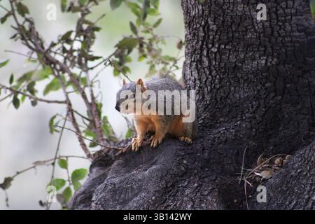 amerikanisches Eichhörnchen im Baum Stockfoto