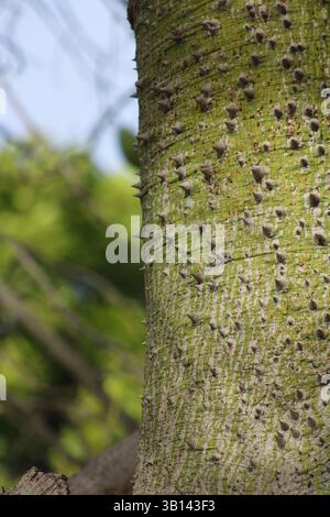 Stachelbaumrinde bedeckt mit grünem Moos Stockfoto