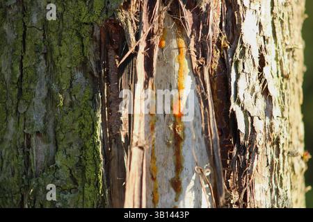 Der Baumstamm läuft aus goldenem saft Stockfoto