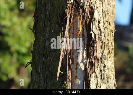 Der Baumstamm läuft aus goldenem saft Stockfoto