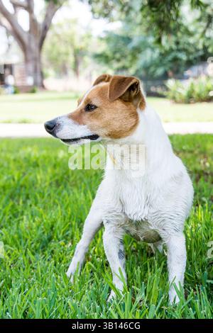 Porträt eines Jack Russell Terriers Stockfoto