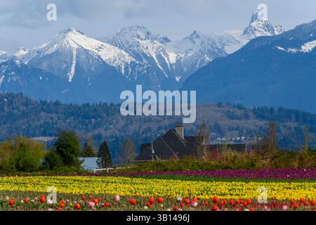 Pulsierende Tulpenfelder blühen in verschiedenen Farben und liegen im Frühling vor majestätischen, schneebedeckten Bergen unter einem hellen Himmel. Die üppige Landschaft Stockfoto