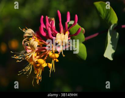 Perfektes Beispiel für Lonicera etrusca. Rosa und gelbe Geißblatt-Blüten mit Laub im Hintergrund. Geringe, selektive Tiefe des Feldes für Effekte. Stockfoto