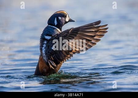 Harlequin Duck, Histrionicus histrionicus, männlich in Bremerton Marina, Bremerton, Washington State, USA Stockfoto