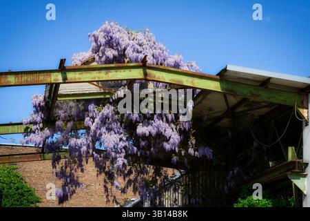 Blühende Glyzinien hängen an typischen ehemaligen Industriebauten, die heute im kölner Stadtteil ehrenfeld für Kunst und Kultur genutzt werden Stockfoto