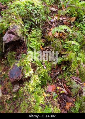 Moosbedeckter Waldboden mit gefallenen Blättern und üppigen Farnen in einer feuchten, schattigen Waldlandschaft mit reichen natürlichen Texturen und Farben Stockfoto