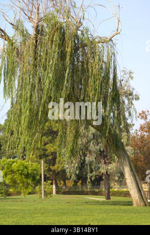 Große Trauerweide im Park Stockfoto