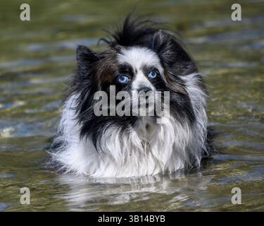 Eine flauschige Pommersche Mischung mit wunderschönen blauen Augen waten durch klares Wasser in einer ruhigen Flusslage. Sonnenlicht funkelt von der Oberfläche, während der Hund pla Stockfoto