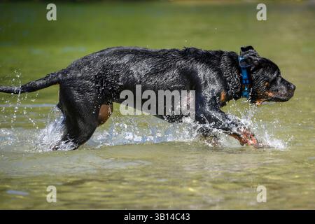 Ein verspielter Rottweiler läuft durch das flache Wasser und sorgt für Spritzer, während er den sonnigen Tag genießt. Der Hund trägt einen blauen Kragen, während er die Natur erforscht. Stockfoto