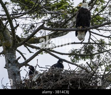 Ein Paar Weißkopfseeadler, einer auf einem Ast, der andere auf ihrem Nest sitzt, kümmert sich aufmerksam um ihre Küken in einem hohen Baum vor grauem Himmel Stockfoto