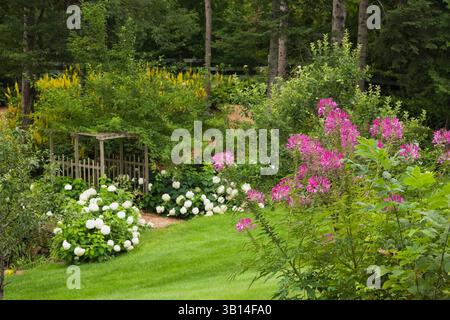 Fuchsia Cleome - Spinnenblumen, weiße Hortensie arborescens „Annabelle“ Zedernmulchweg durch Laube, der zur gelben Ligularia „The Rocket“ führt. Stockfoto