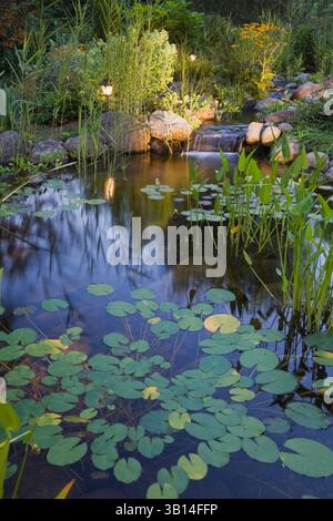 Beleuchteter Teich in der Abenddämmerung mit Nymphaea - Wasserlilie und Pondeteria Cordata - Pickerel Weed im Garten im Sommer. Stockfoto
