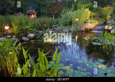 Beleuchteter Teich in der Abenddämmerung mit Wasserfall, Nymphaea - Wasserlilie und Pondeteria cordata - Pickerel Weed im Garten im Sommer. Stockfoto