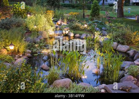 Beleuchteter Teich in der Abenddämmerung mit Wasserfall, Nymphaea - Wasserlilie, Pondeteria cordata - Pickerelgras, gelbe Rudbeckia fulgida 'Goldsturm' - Coneflower. Stockfoto
