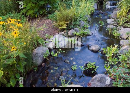 Ein mit Steinen umrandeter Bach mit kleinem Wasserfall, der von der gelben Rudbeckia fulgida „Goldsturm“ begrenzt wird – im Sommer im Garten im Hinterhof. Stockfoto