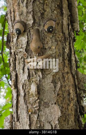 Gelbe Betula alleghaniensis – Birkenbaum, der im Frühsommer im Garten im Garten mit einem Baum dekoriert ist. Stockfoto