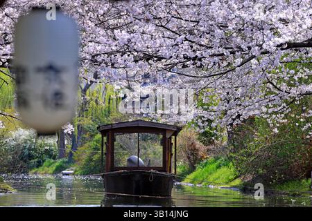 Fushimi Jikkoku-Bune-Boote, gemütliche Kreuzfahrten unter Kirschblüten in Kyoto Japan Stockfoto