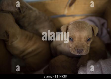 Niedliches Pitbull-Hündchen in einem Korb Stockfoto