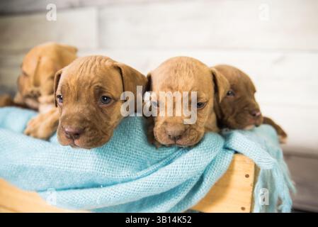 Kiste voller Pitbull-Welpen Stockfoto
