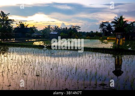 Balinesische Reisfelder am Morgen Stockfoto
